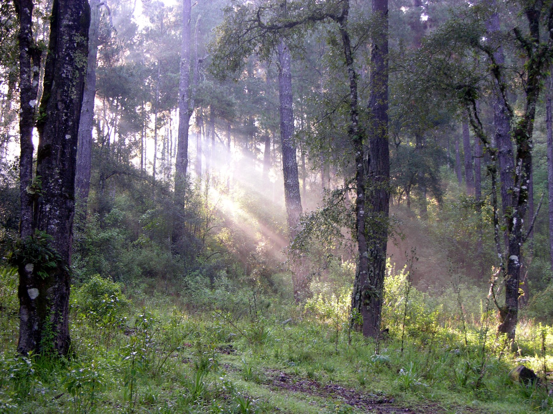 Bosque de niebla en Rancho Viejo