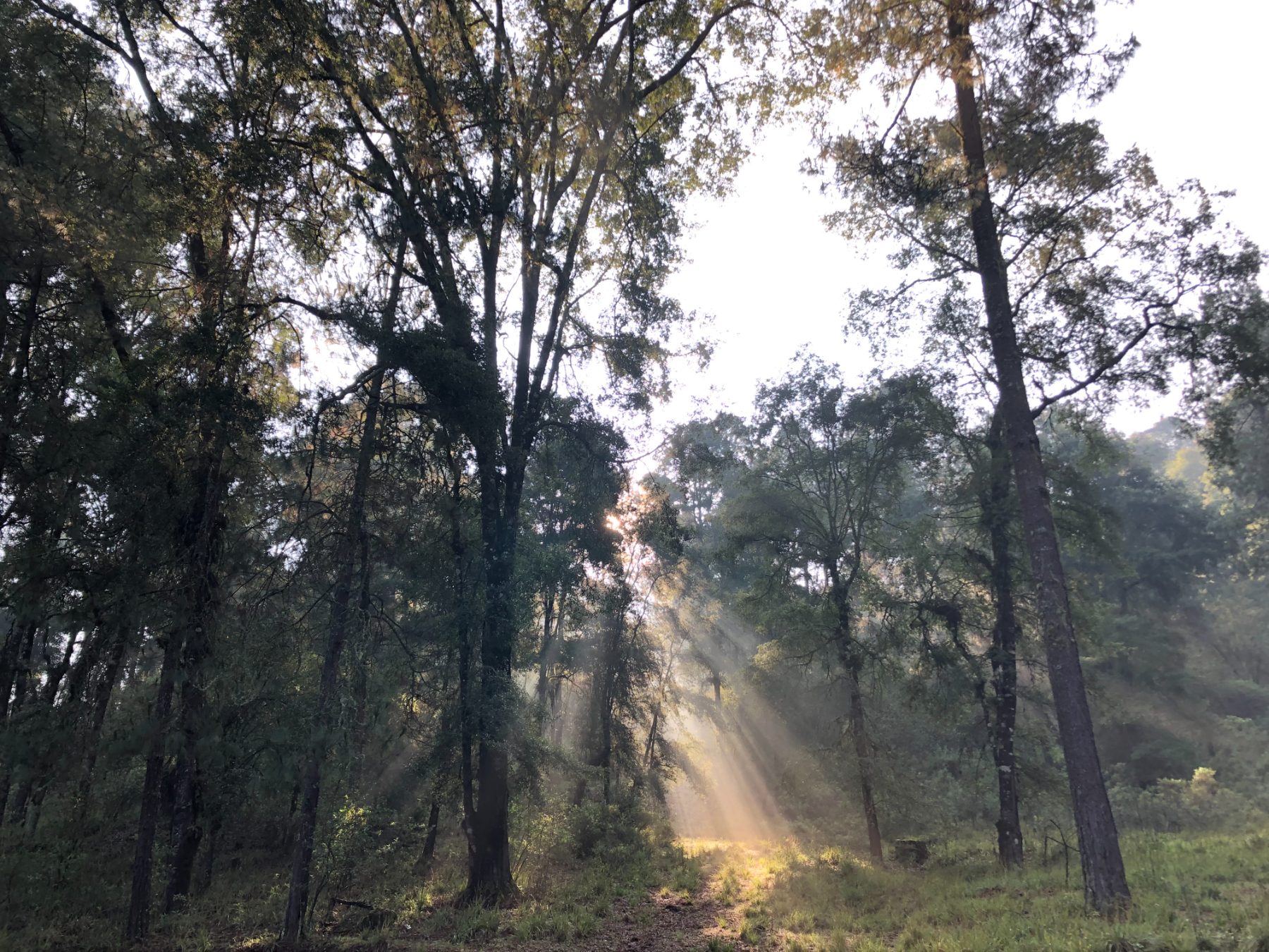 Jardines y bosque en Rancho Viejo
