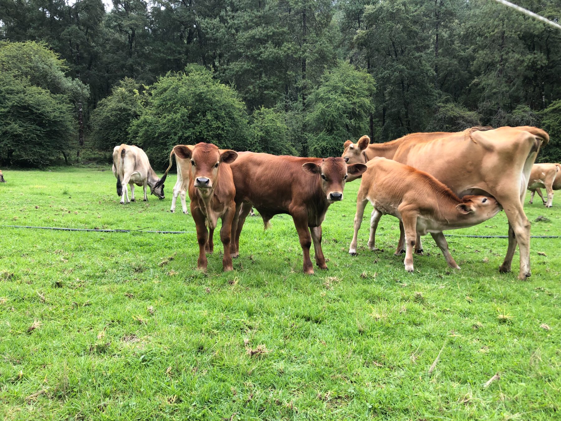 Praderas y ganado en Rancho Viejo